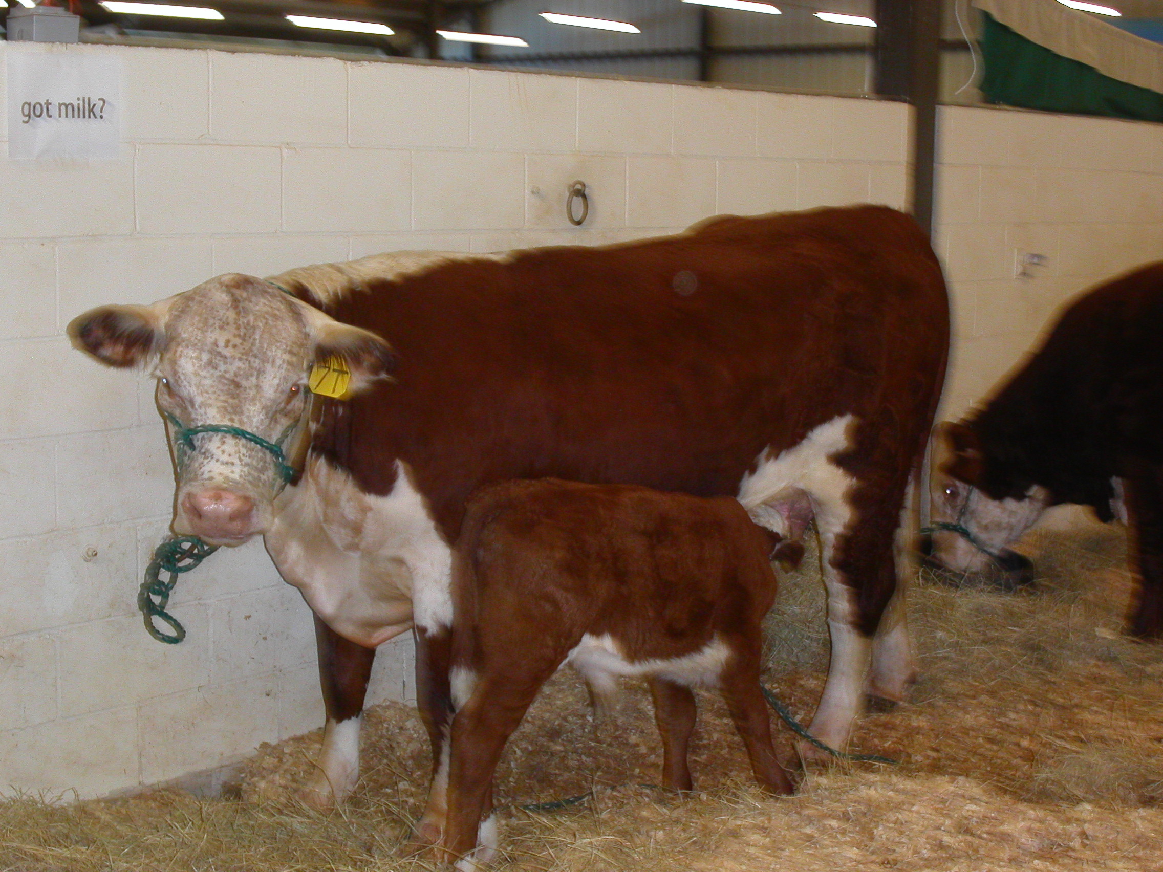 Evergreen Polled Herefords Purebred Seedstock Club Calves Grain