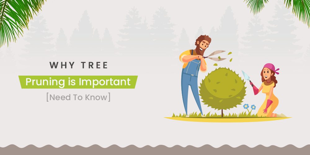 Why To Prune Trees [Importance & Benefits]