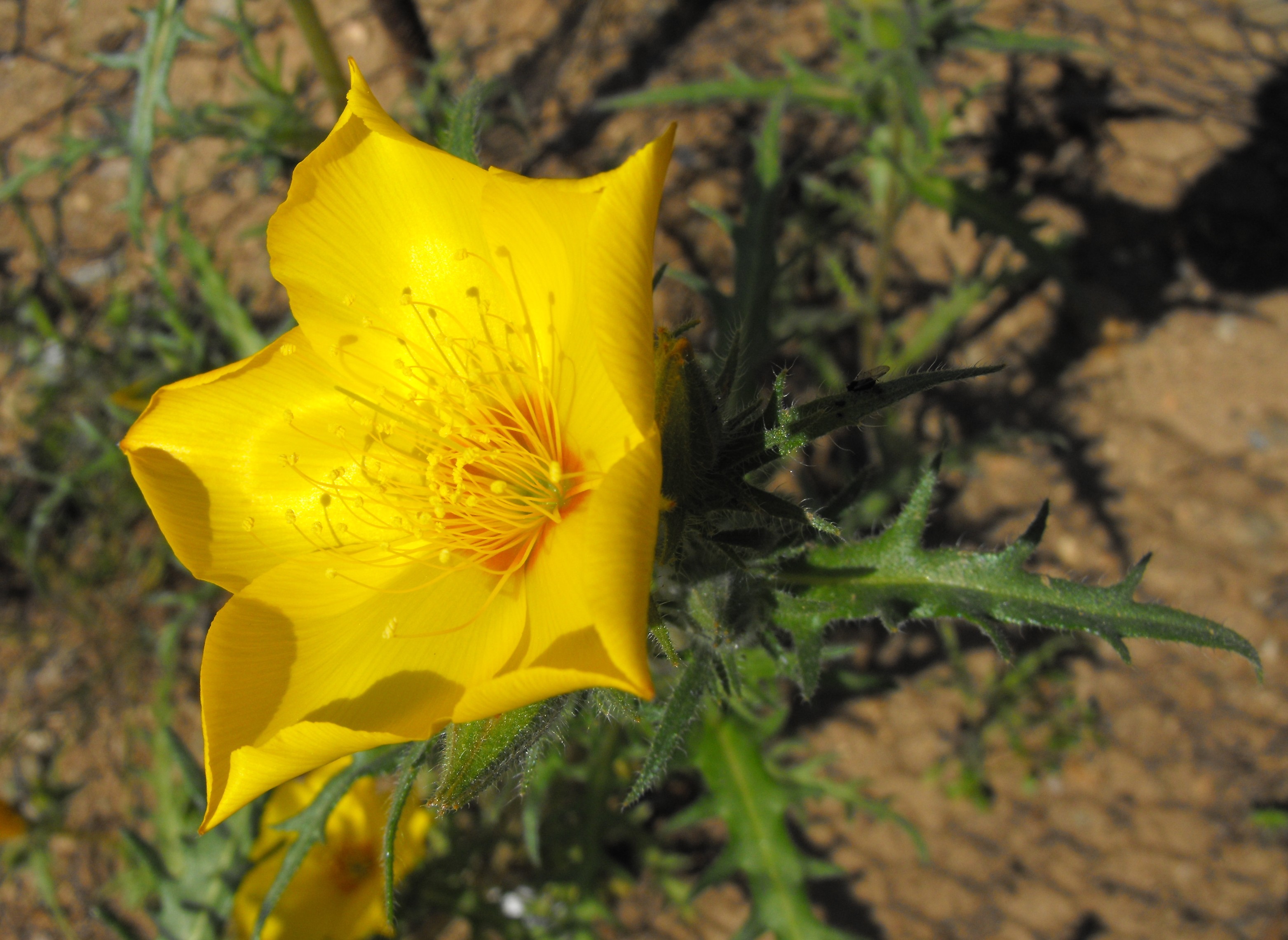 List of California native plants Wiki Everipedia