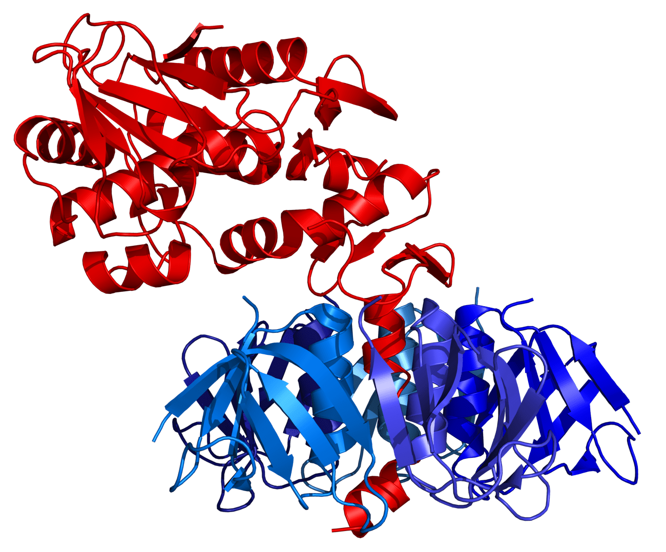 Shigalike toxin Wiki Everipedia
