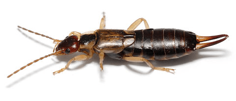 Earwig | Wiki | Everipedia