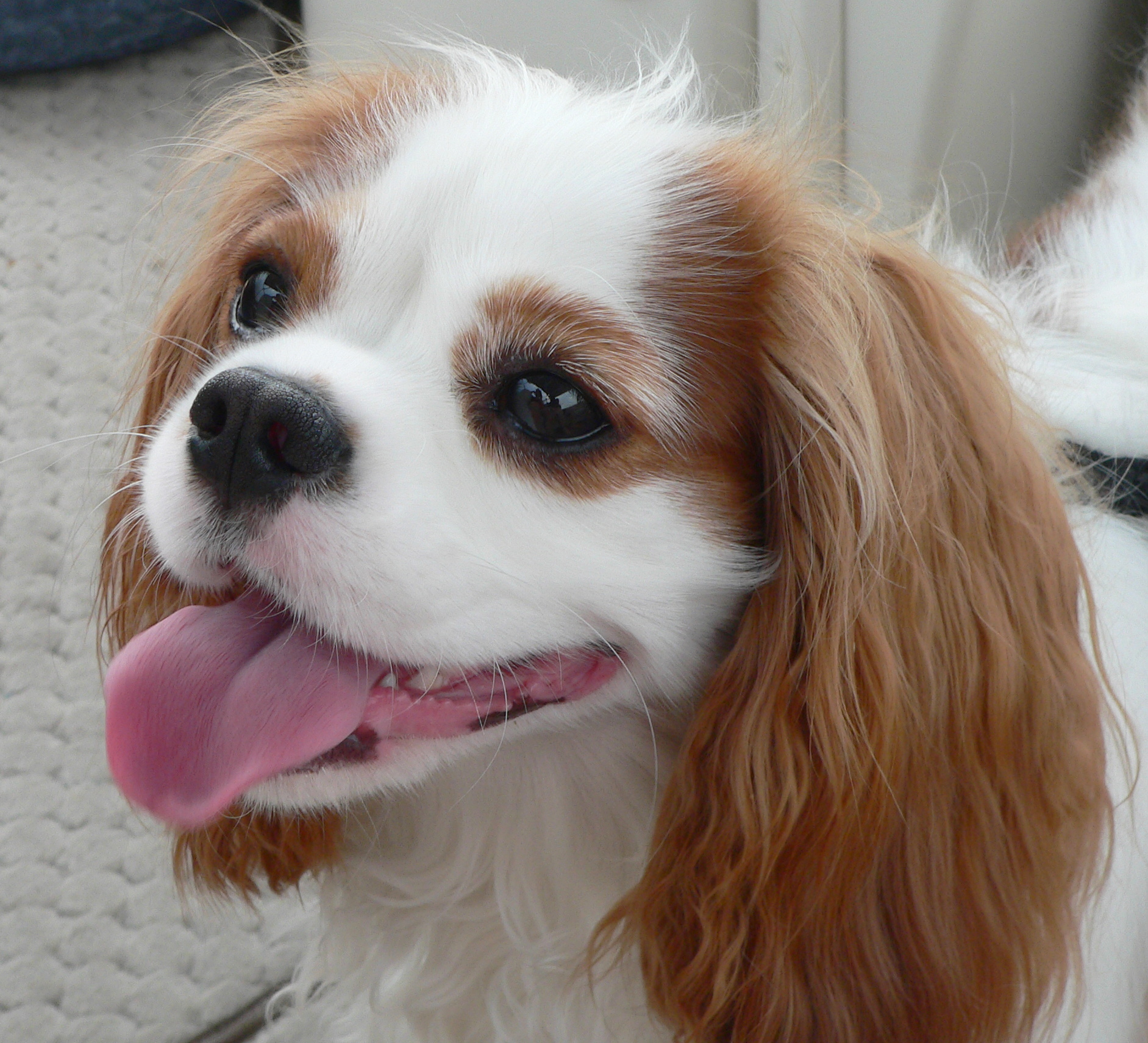 Cavalier King Charles Spaniel Wiki Everipedia