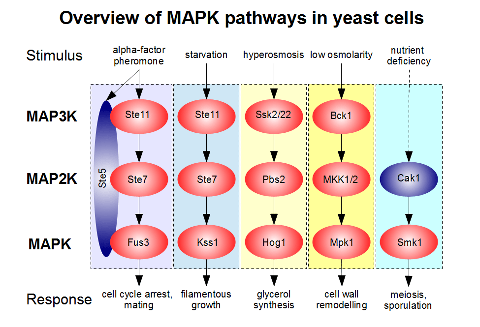 Mitogenactivated protein kinase Wiki Everipedia