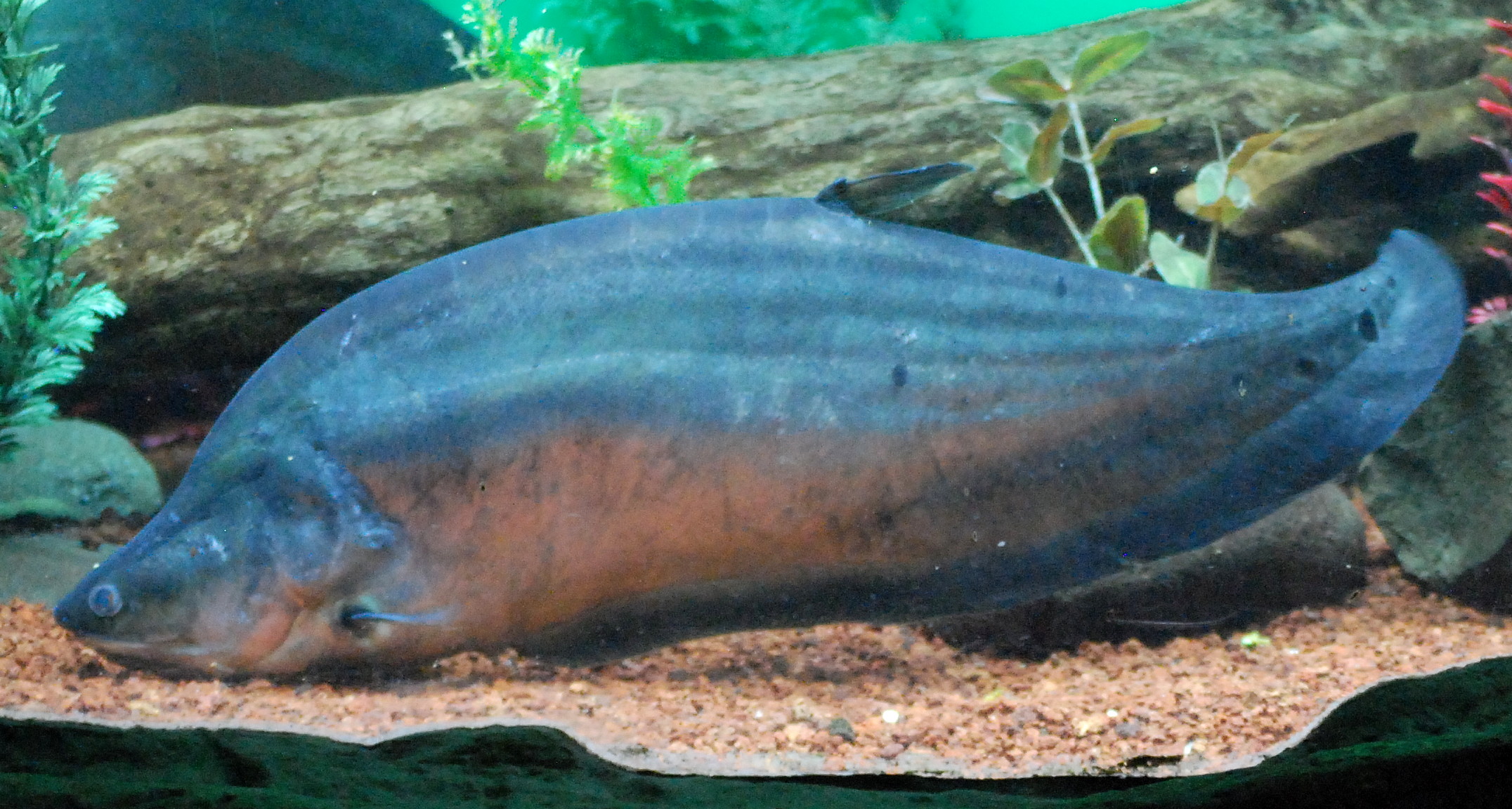 Clown featherback Wiki Everipedia