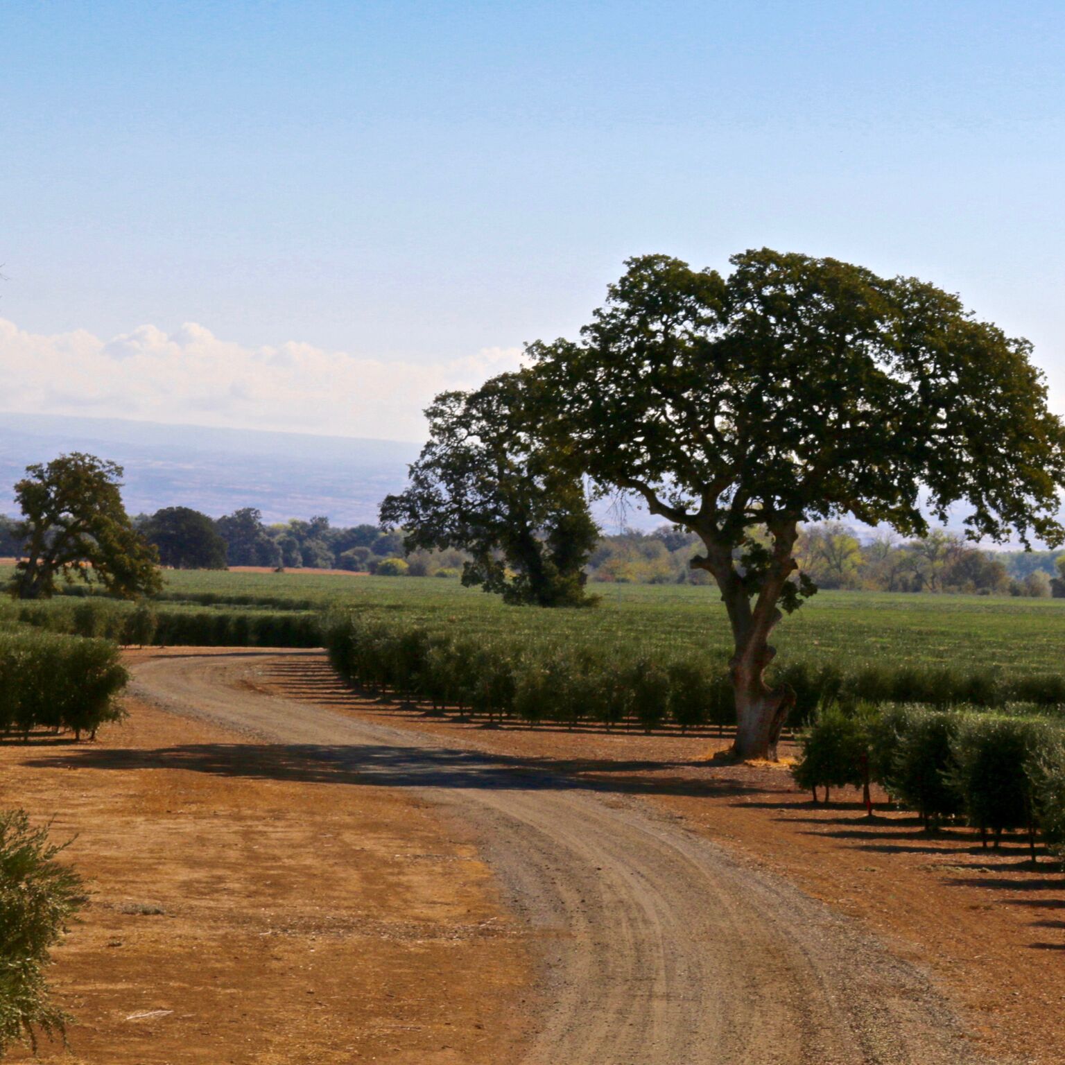 Corning, California Wiki Everipedia