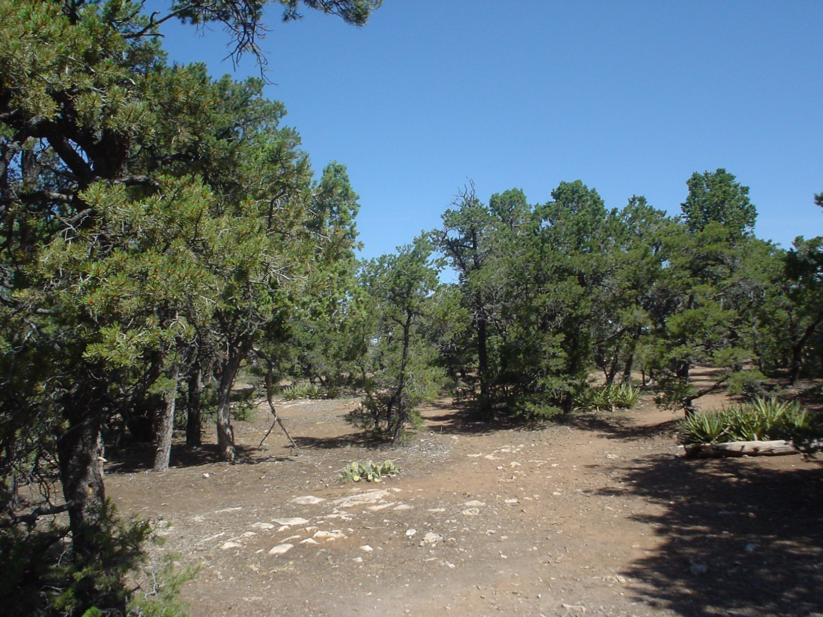 Pinyon pine Wiki Everipedia