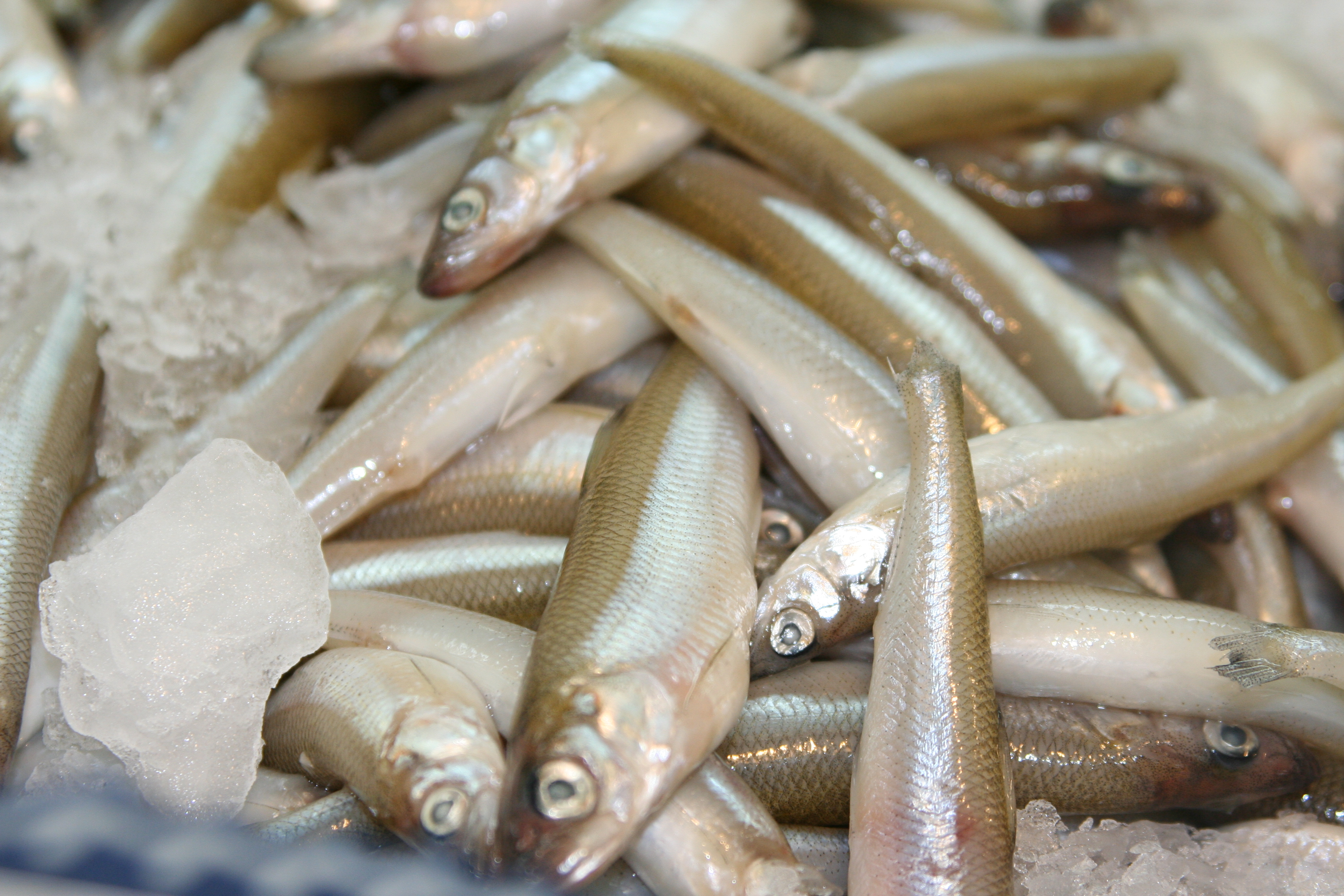 Smelt (fish) Wiki Everipedia