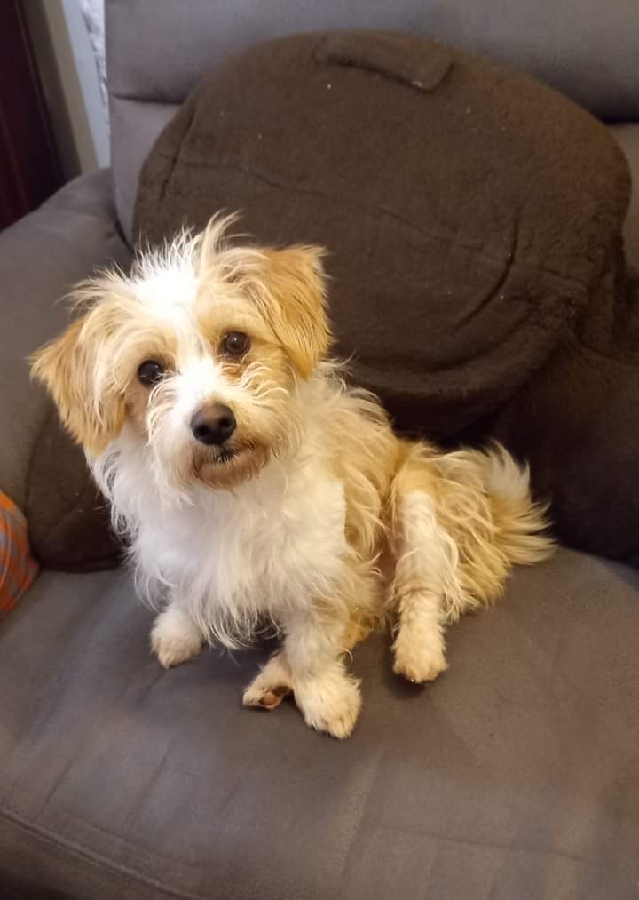 Blossom fills the house with fun and laughter EverMore Dog Rescue