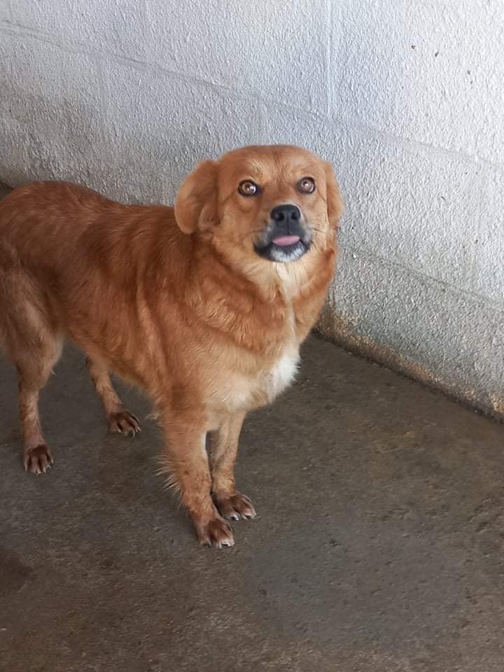 From public shelter to prize winner EverMore Dog Rescue