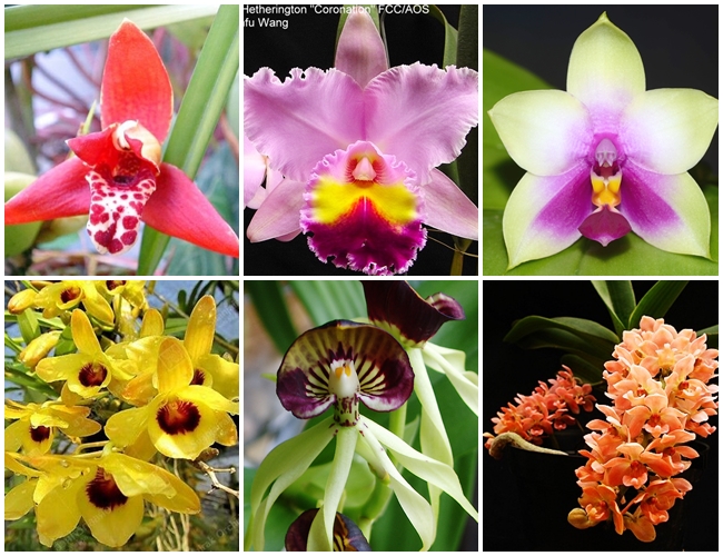 EverSpring Orchids Winnipeg_Gift Orchids