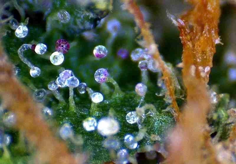 Cannabis under the Microscope • Evertree Ireland