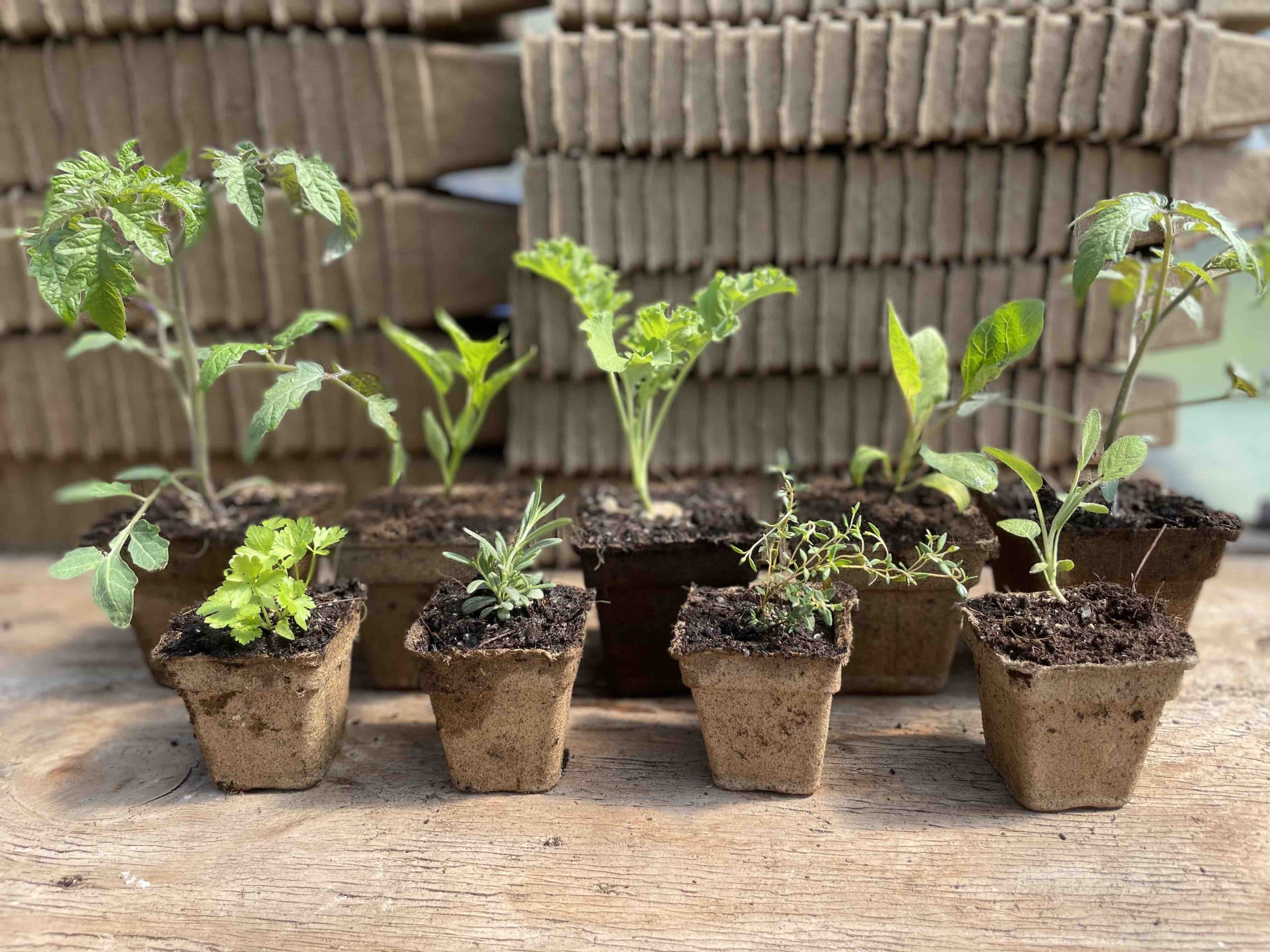 Zucchini Starter Plant — Everwild Farm