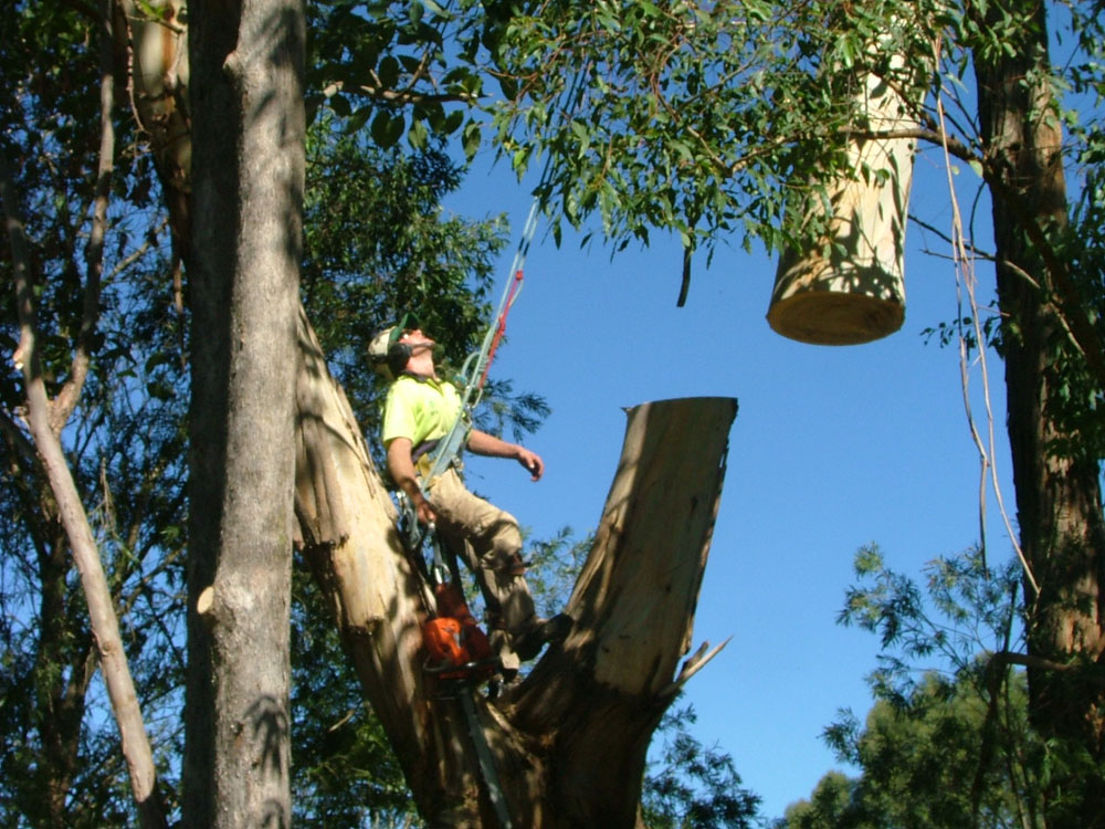 Large crane job in Wyong Everwilling Tree Specialists