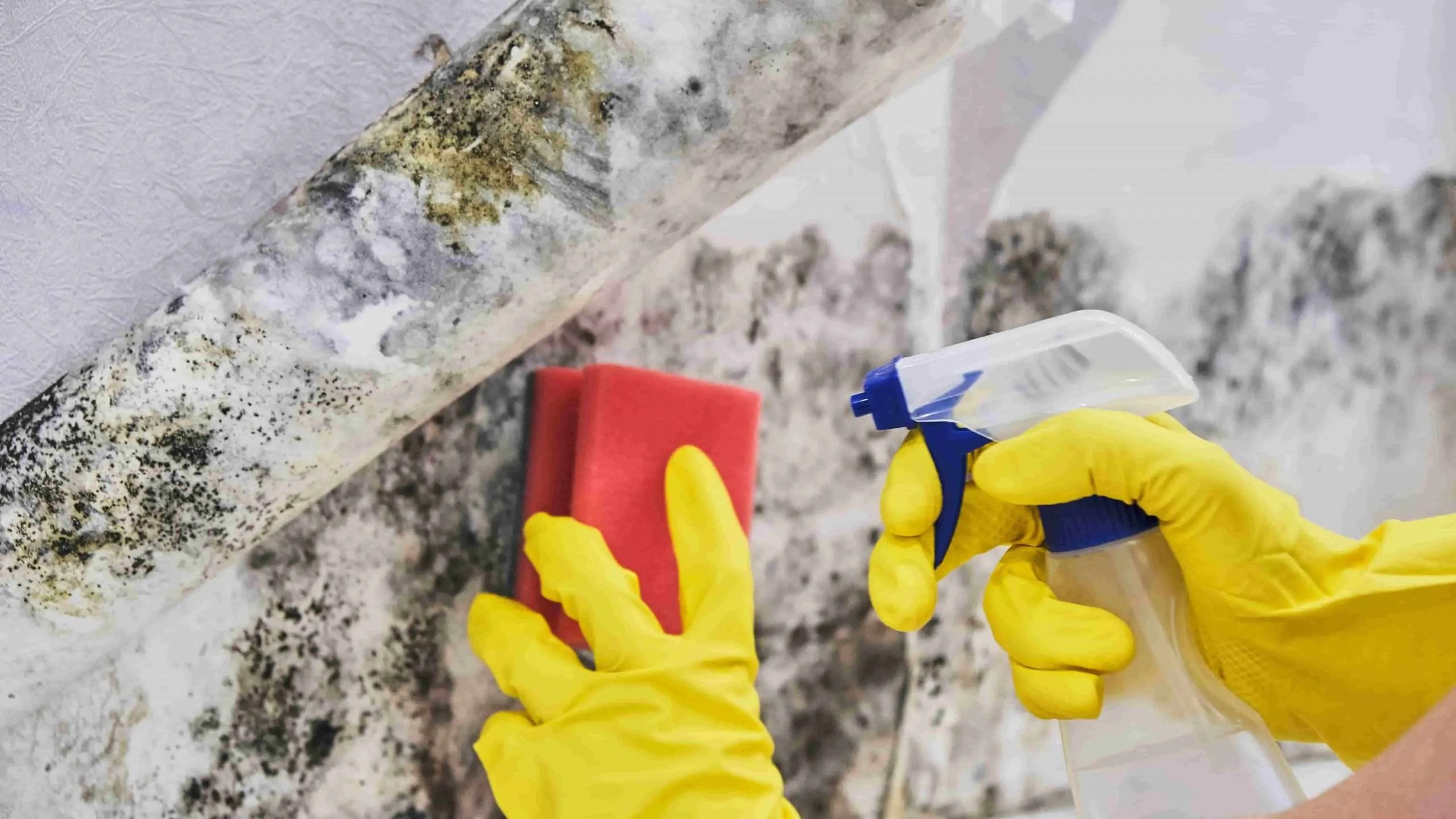 The Ultimate Guide to House Mold Removal How to Safely and Effectively