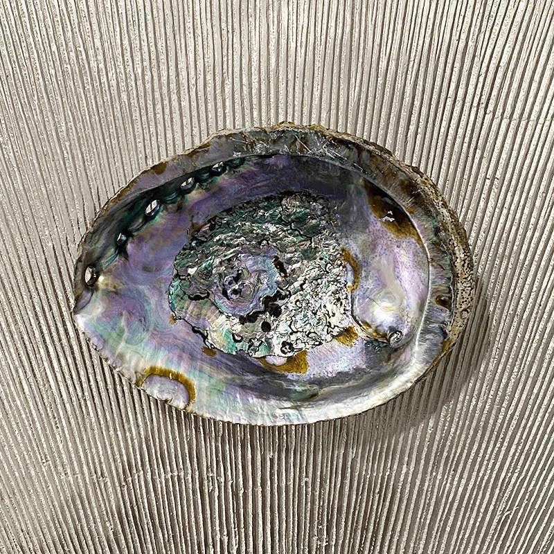 Abalone shell smudge bowl Everybody in Mind