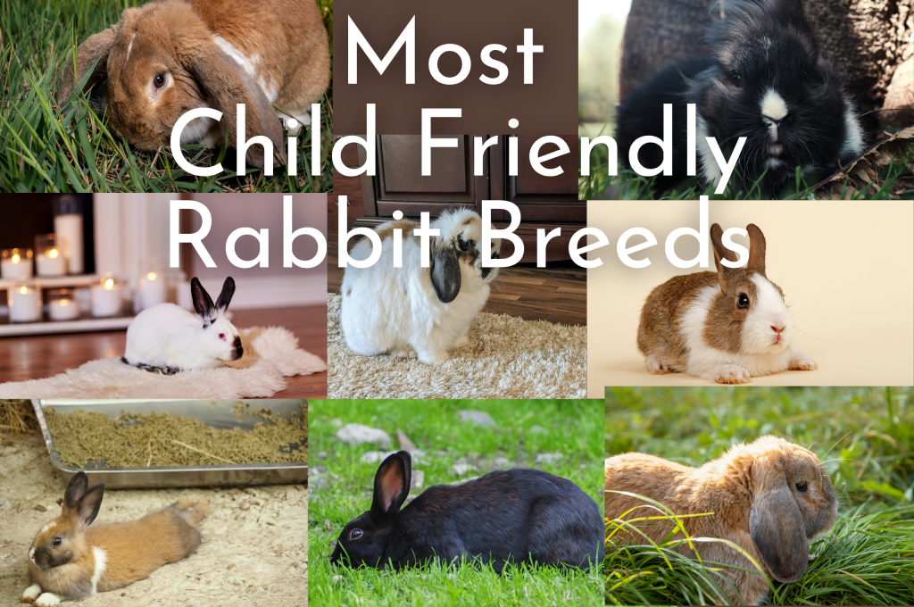 Which Breed of Rabbit is Most Child Friendly? Every Bunny