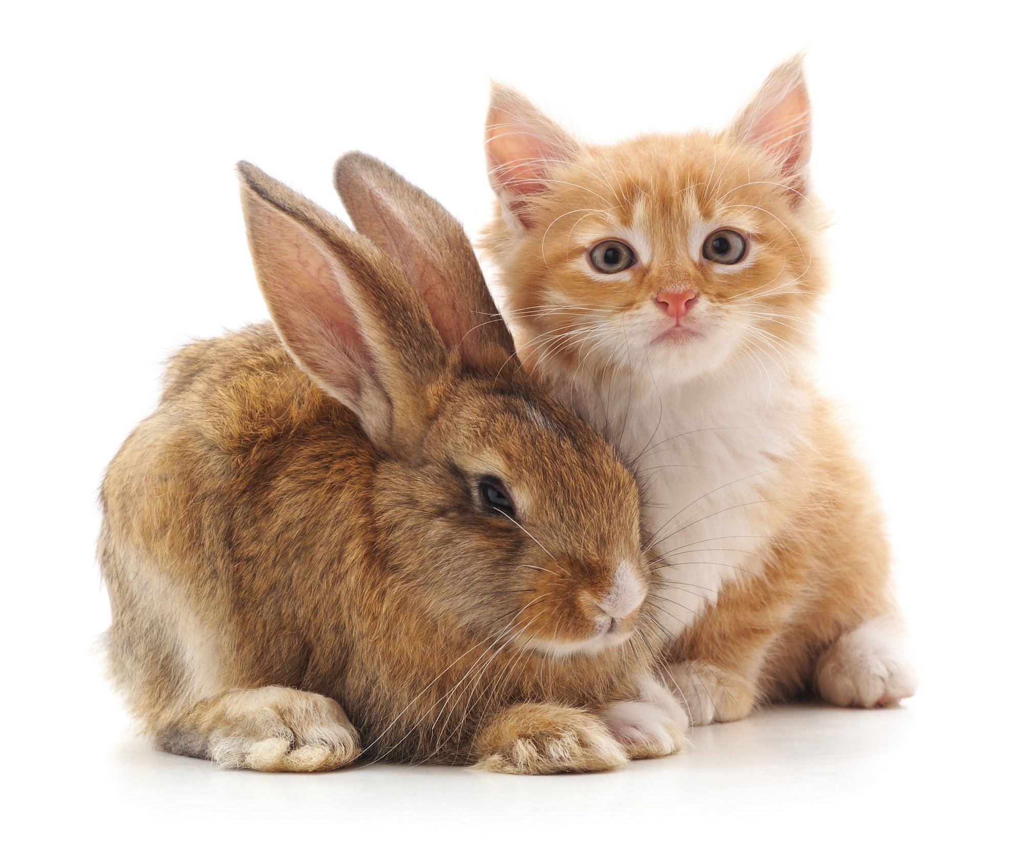 Do Cats and Bunnies Get Along? Every Bunny