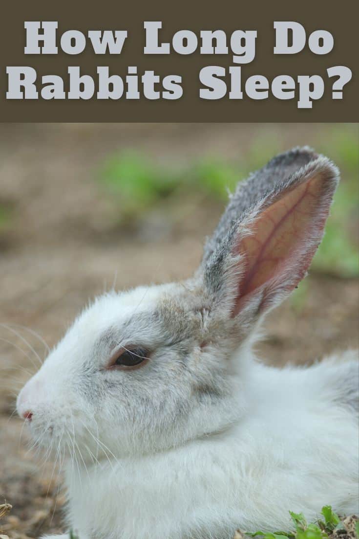 How Long Do Rabbits Sleep? Every Bunny