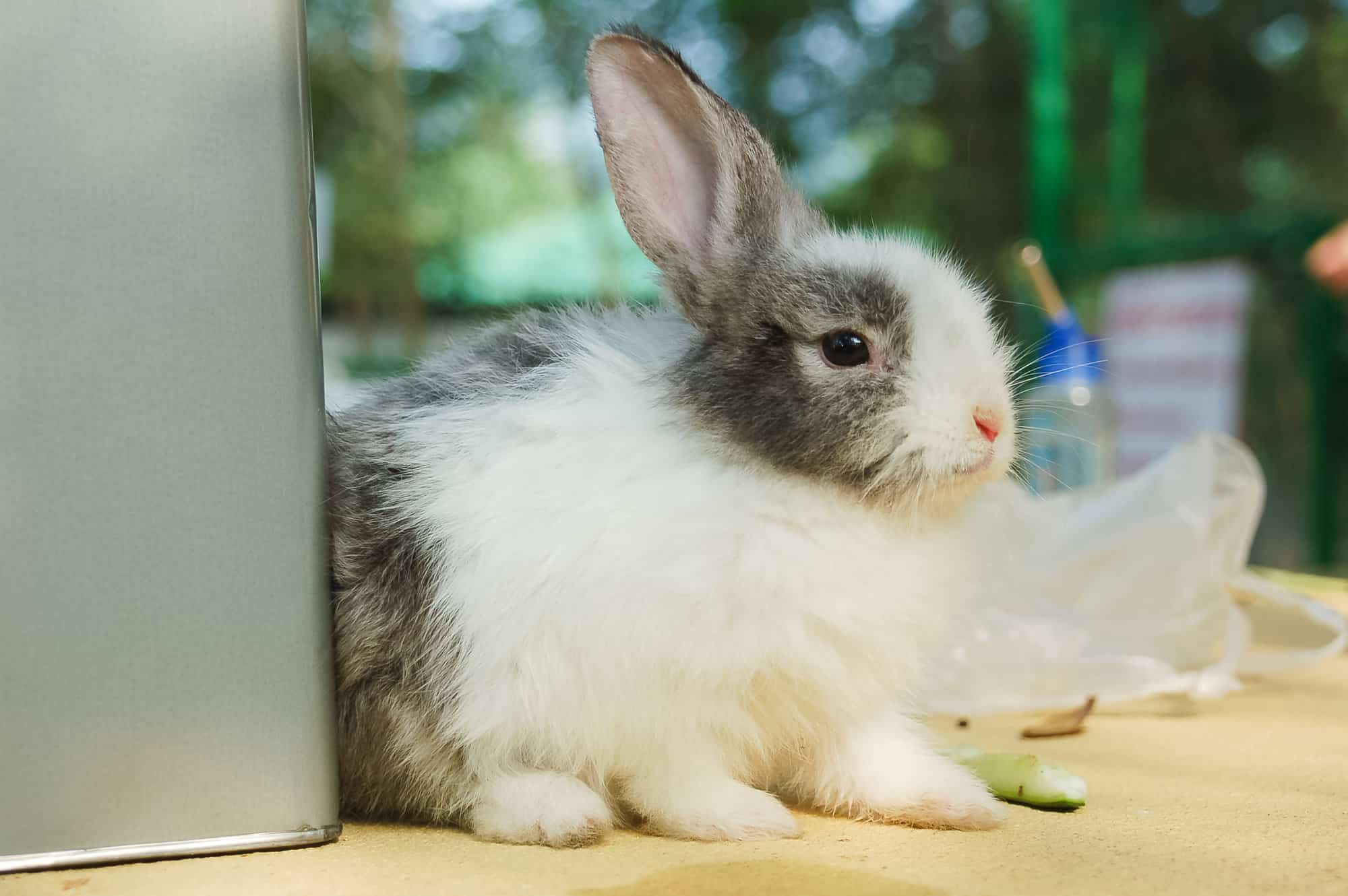 What to Do When Your Rabbit Bites Story Every Bunny