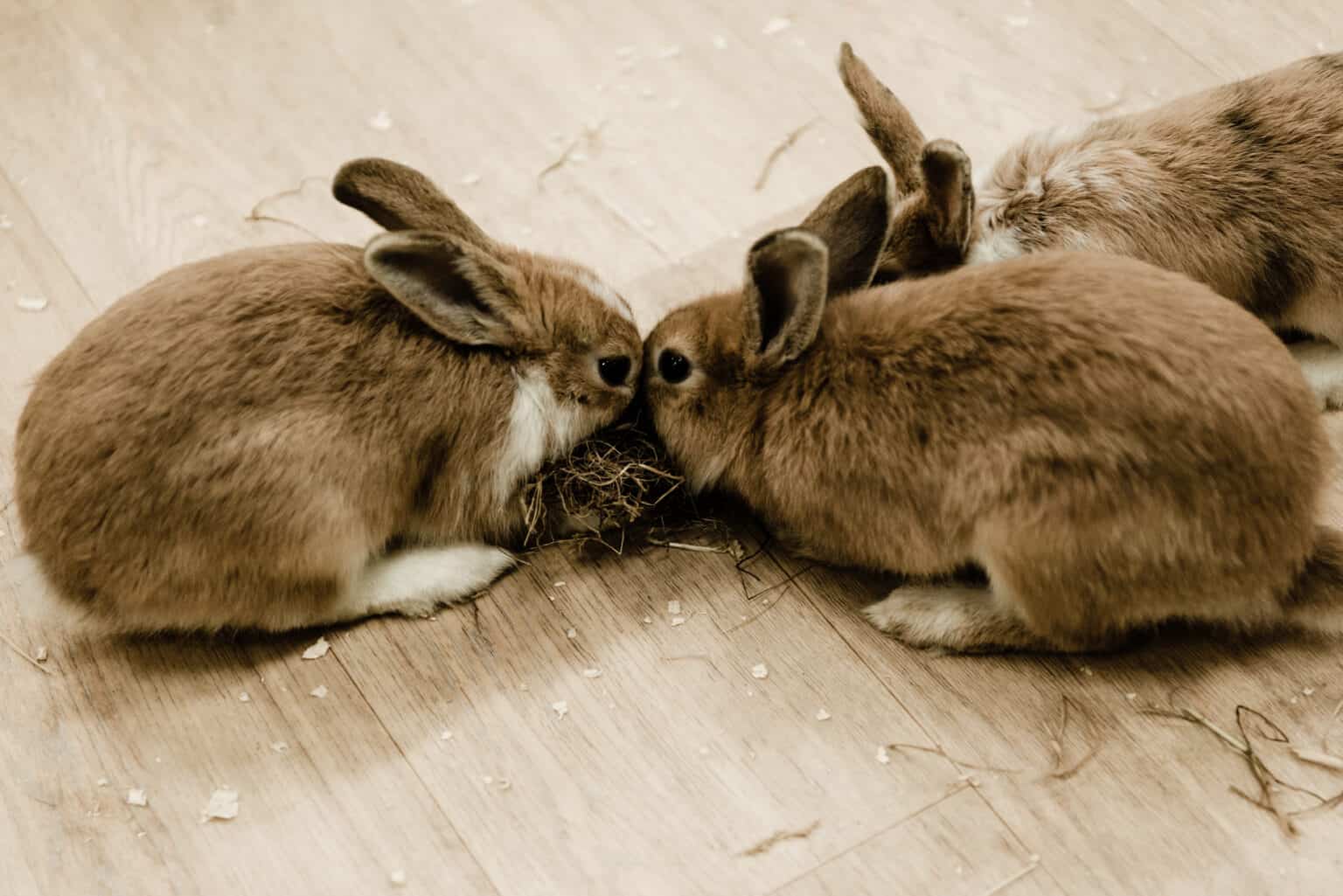 Do Rabbits Bite? Understanding Why & What To Do Every Bunny