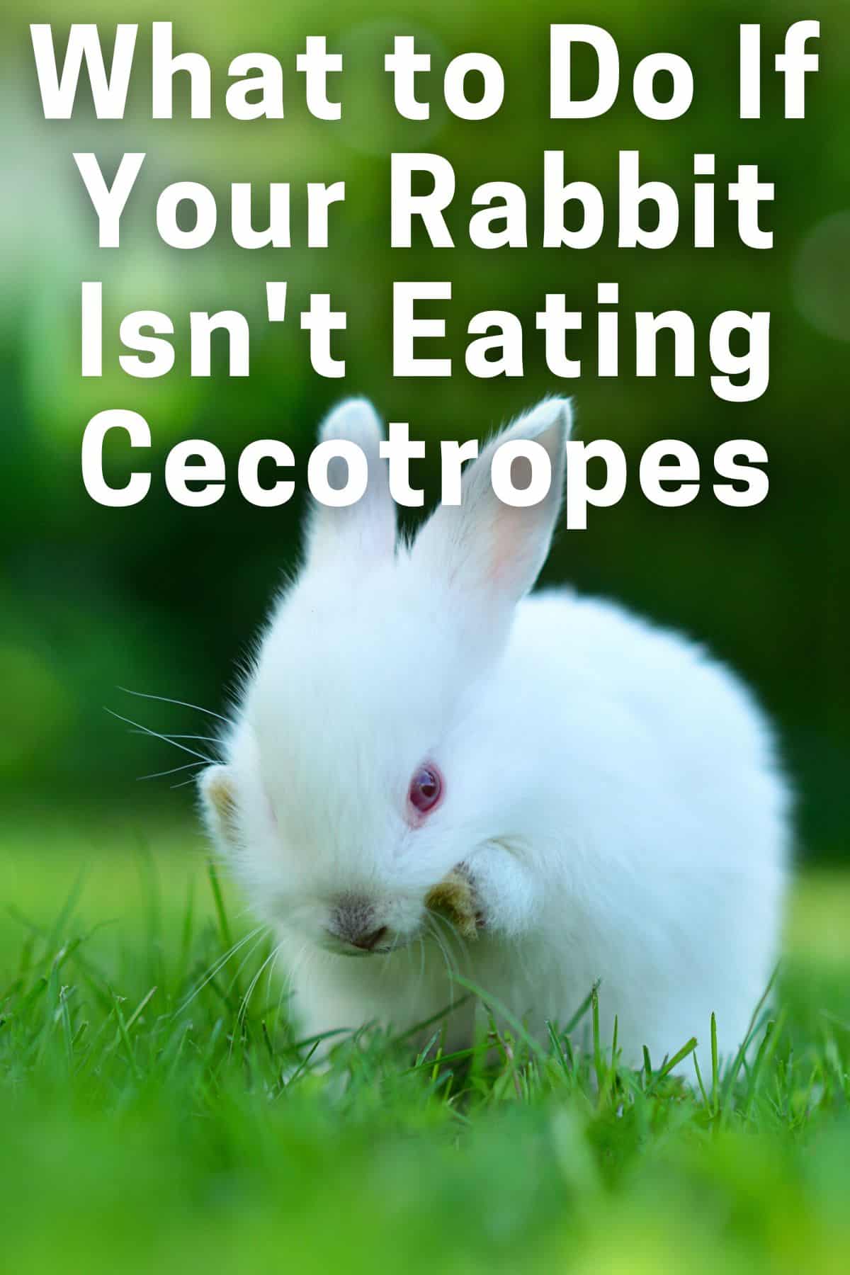 What to Do If Your Rabbit Isn't Eating Cecotropes Every Bunny