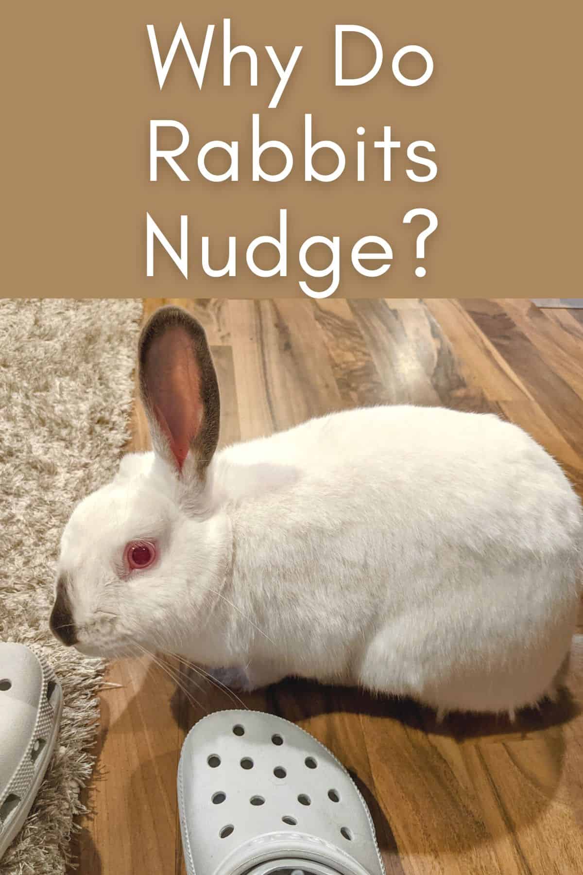 Why Does My Rabbit Nudge Me? Every Bunny
