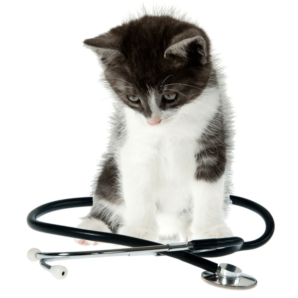 The Benefits of Early Spay/Neuter A Volunteer Veterinary Blog