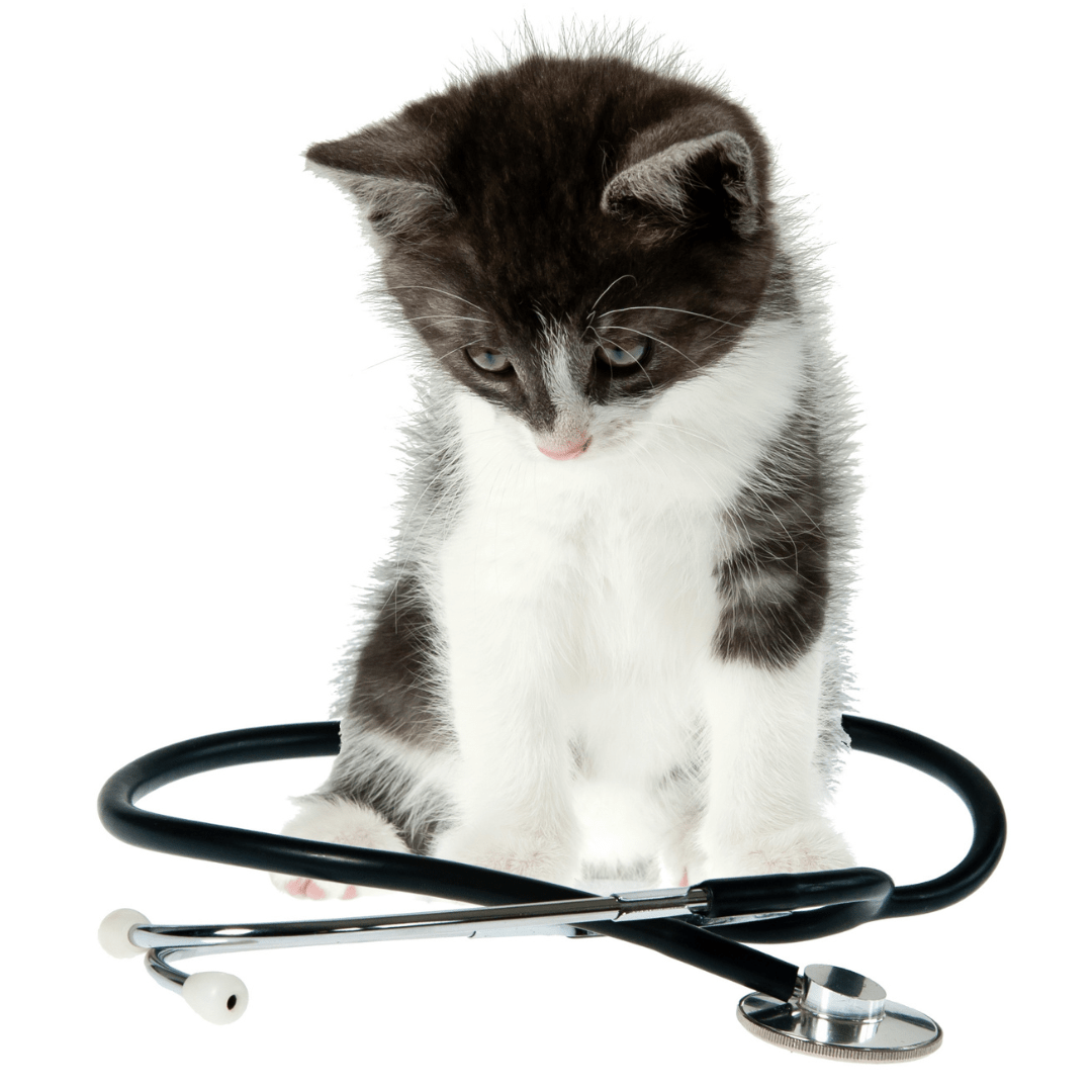 The Benefits of Early Spay/Neuter A Volunteer Veterinary Blog