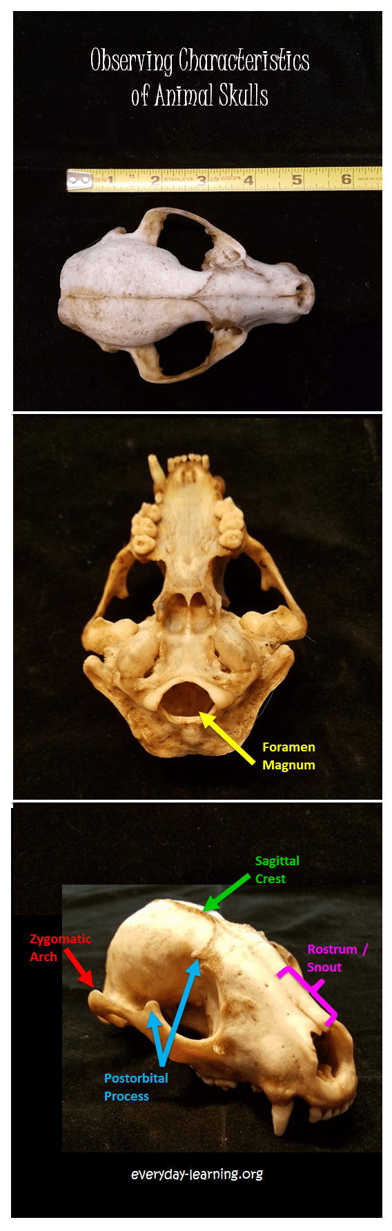 Rodent Skull Identification Chart