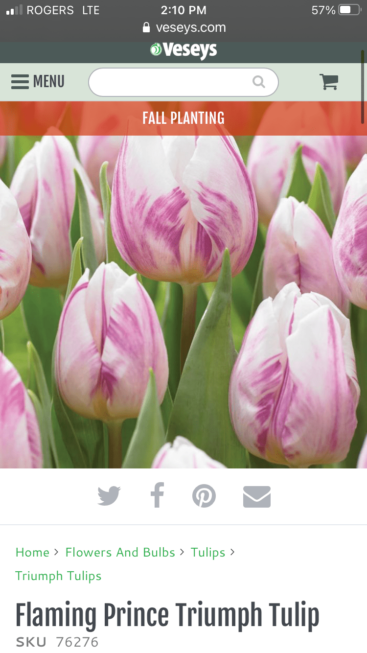 Forcing Tulips Everyday Cheer
