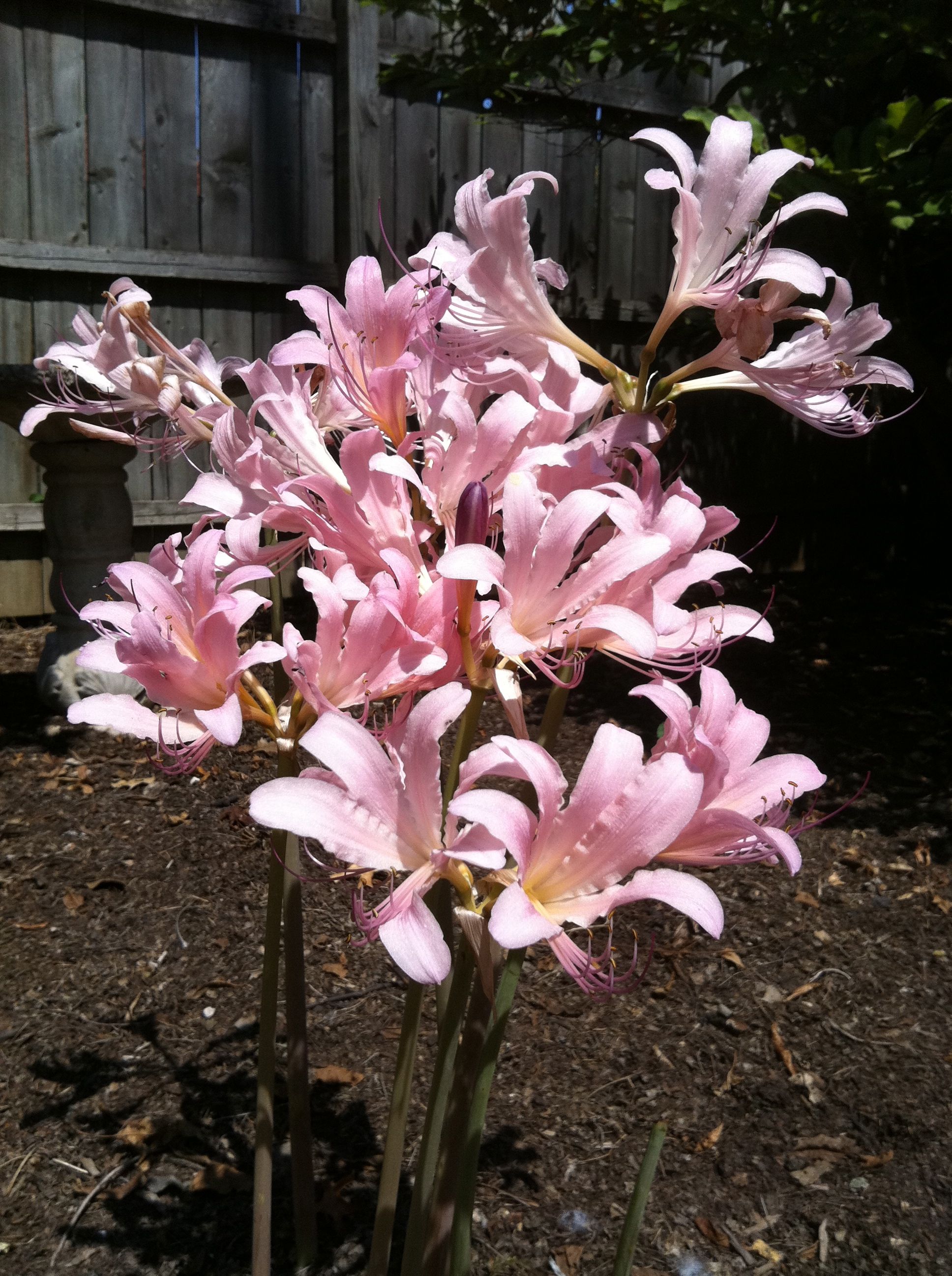 Wichita everyday epistle