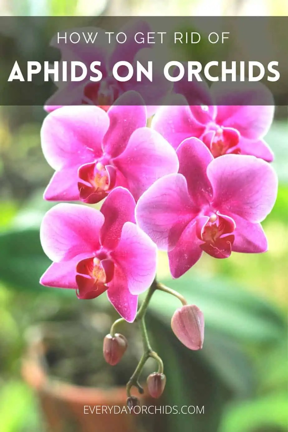 How To Get Rid Of Aphids On Orchids Everyday Orchids