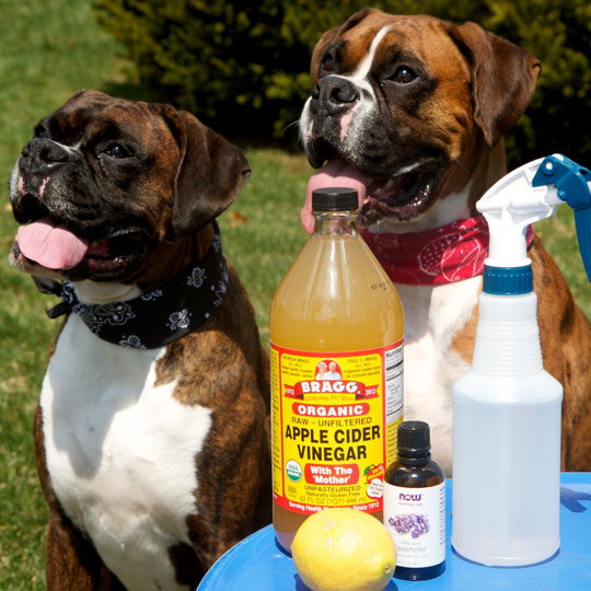 6 Ways to Naturally Prevent and Get Rid of Fleas on Dogs