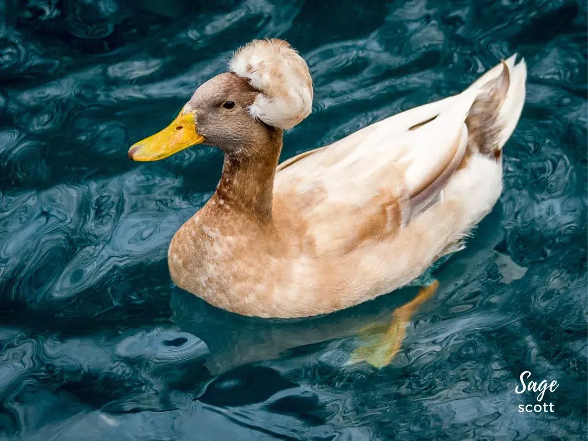 13 Things to Feed Ducks (Spoiler Alert NEVER Bread!)