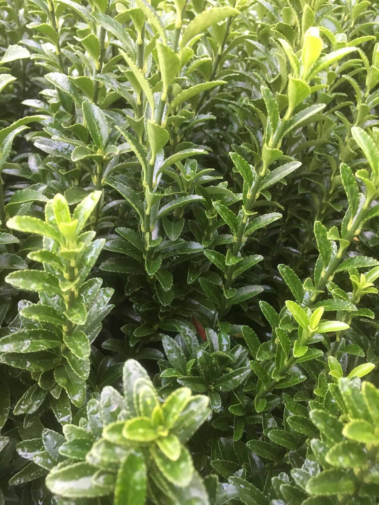 Propagate euonymus Everydaywits