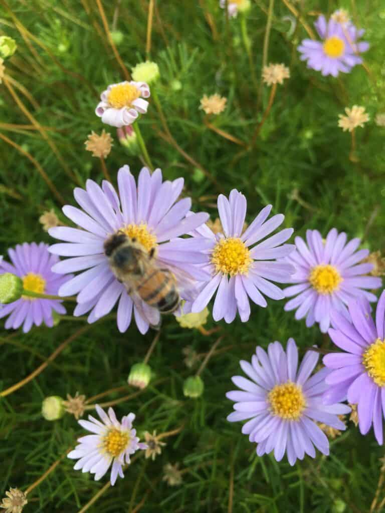 9 easy to grow plants that attract bees Everydaywits