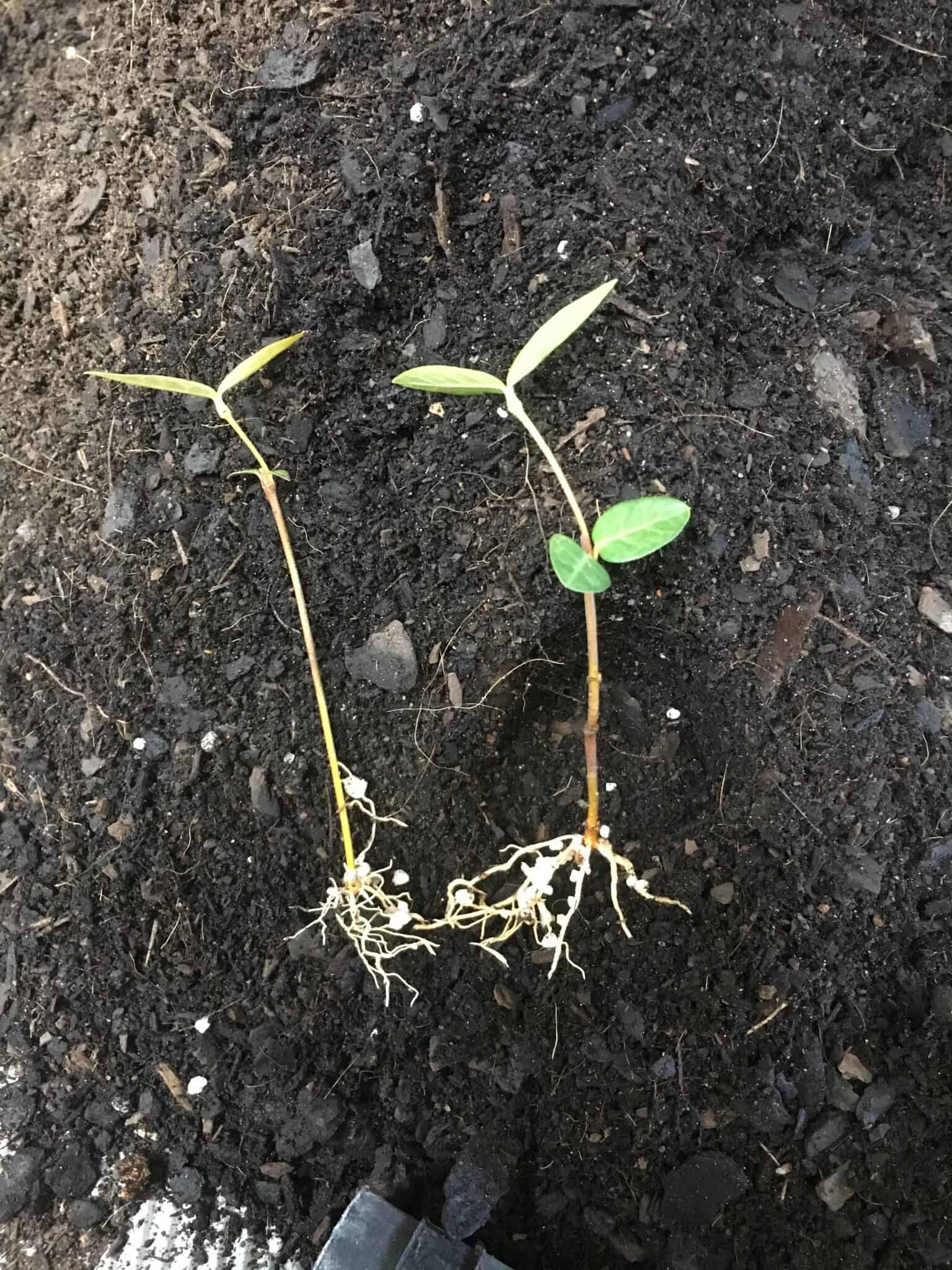 Propagating Star Jasmine (Trachelospermum) Everydaywits