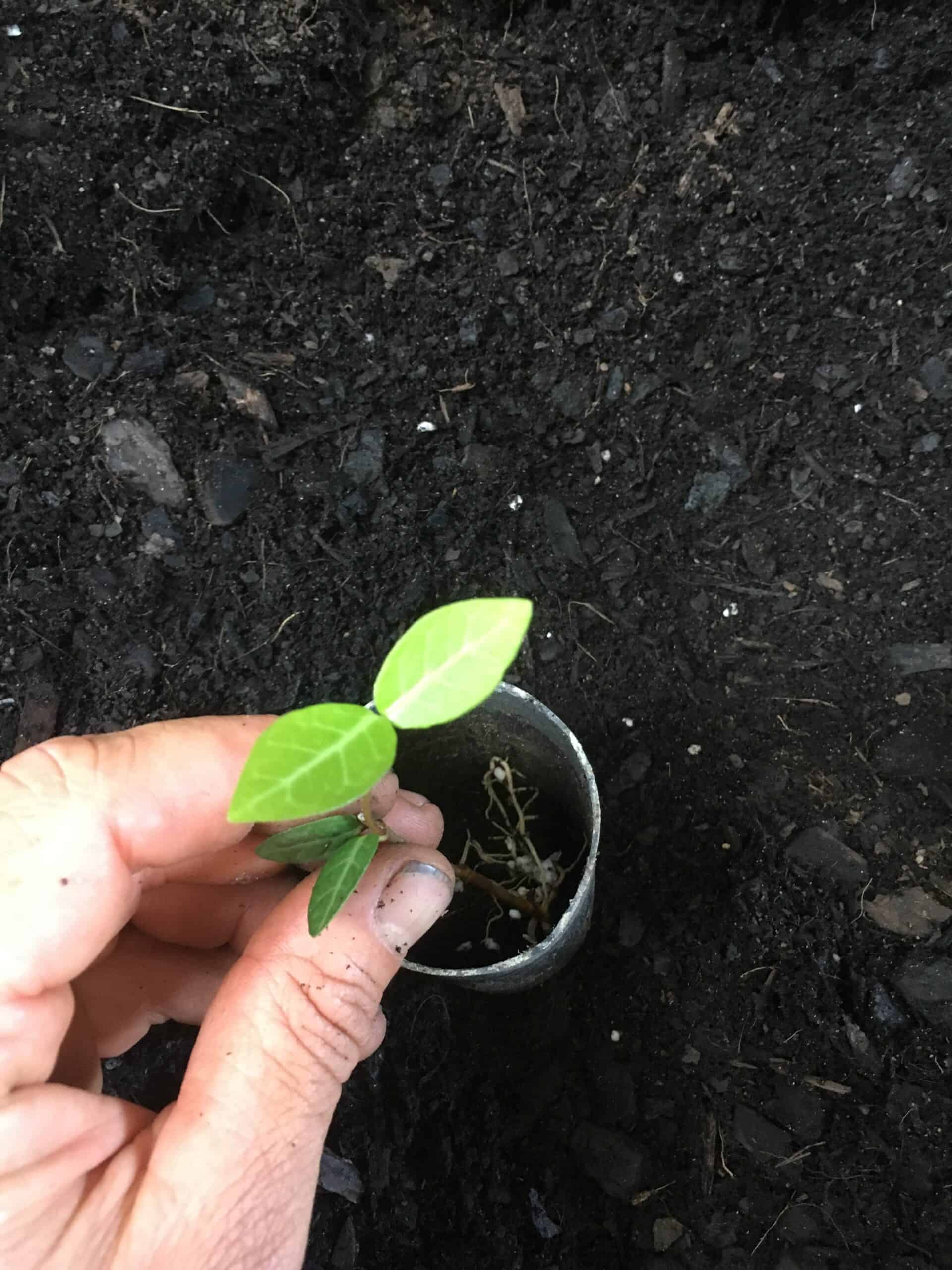 Propagating Star Jasmine (Trachelospermum) Everydaywits