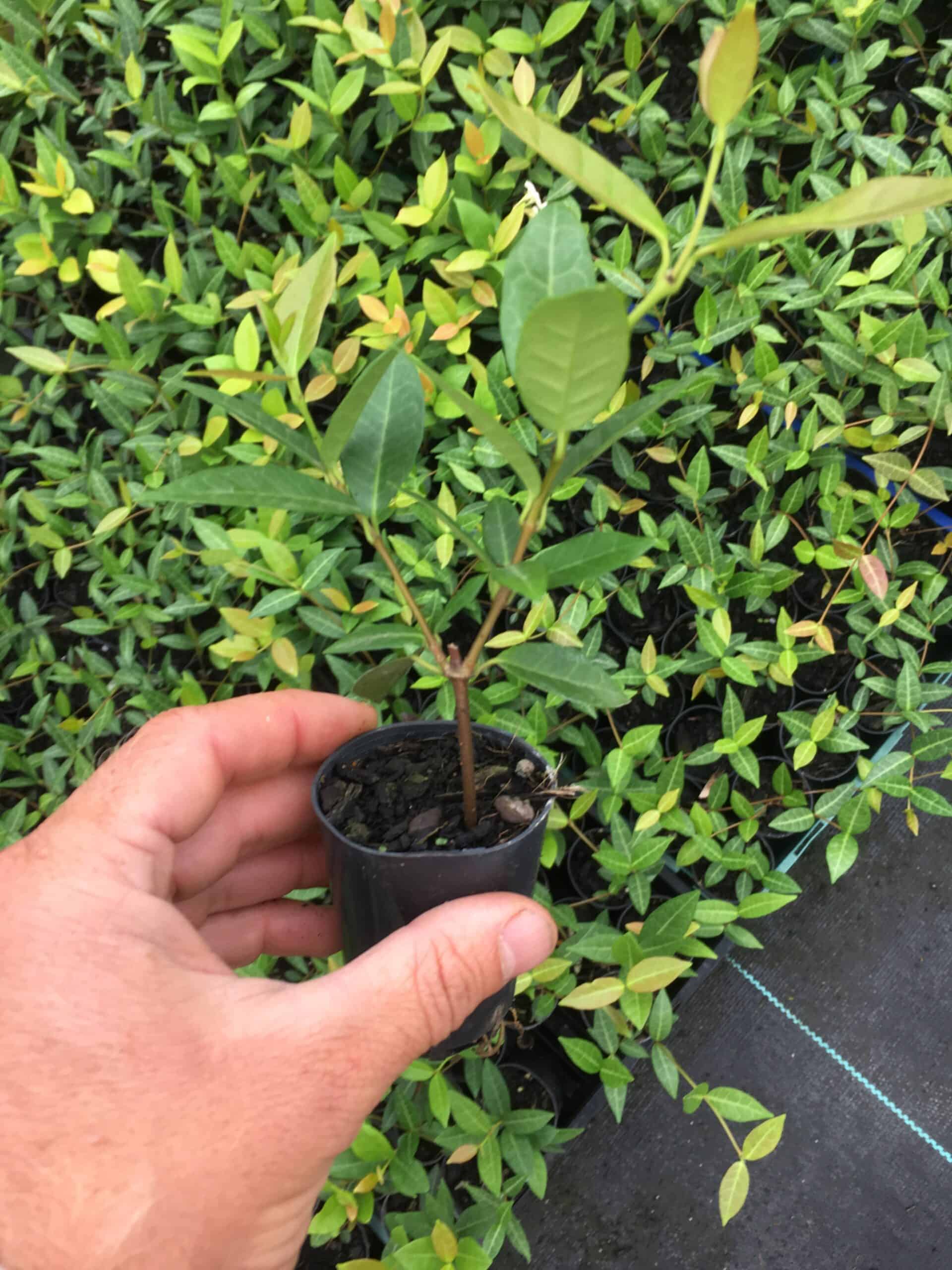 Propagating Star Jasmine (Trachelospermum) Everydaywits