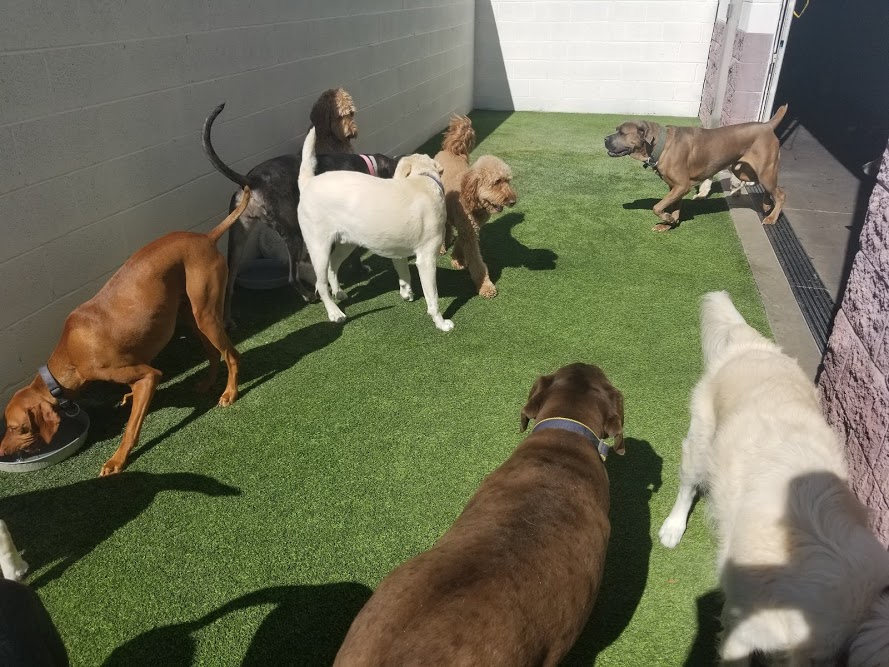 Photo Gallery Every Doggie Has Its Daycare of Peoria, AZ
