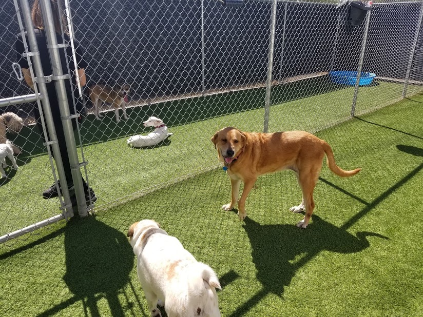 Photo Gallery Every Doggie Has Its Daycare of Peoria, AZ