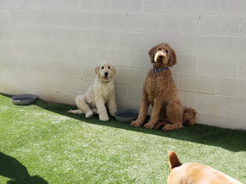 Photo Gallery Every Doggie Has Its Daycare of Peoria, AZ