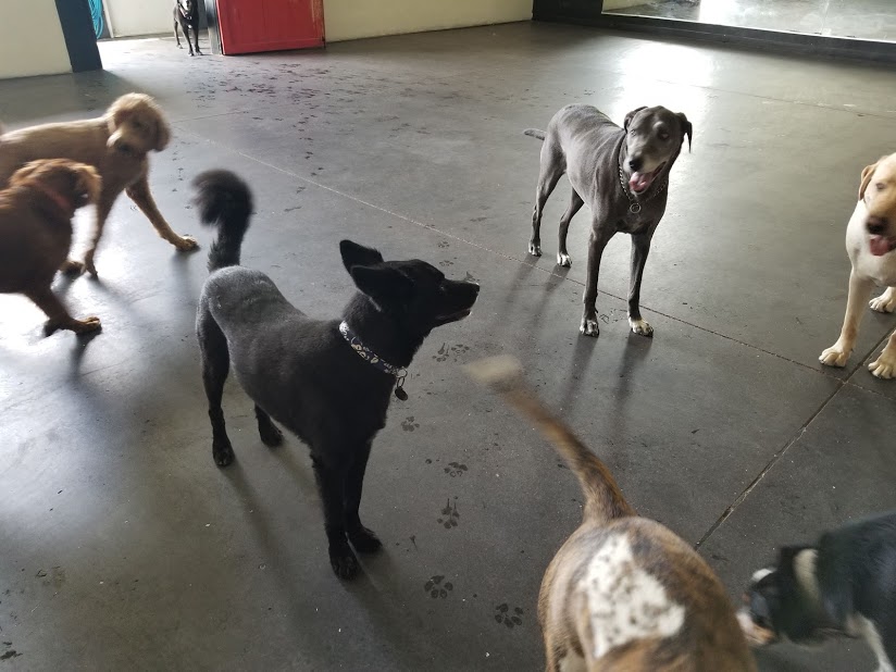 Photo Gallery Every Doggie Has Its Daycare of Peoria, AZ