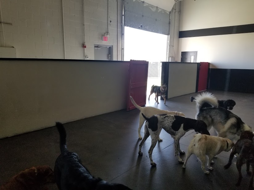 Photo Gallery Every Doggie Has Its Daycare of Peoria, AZ