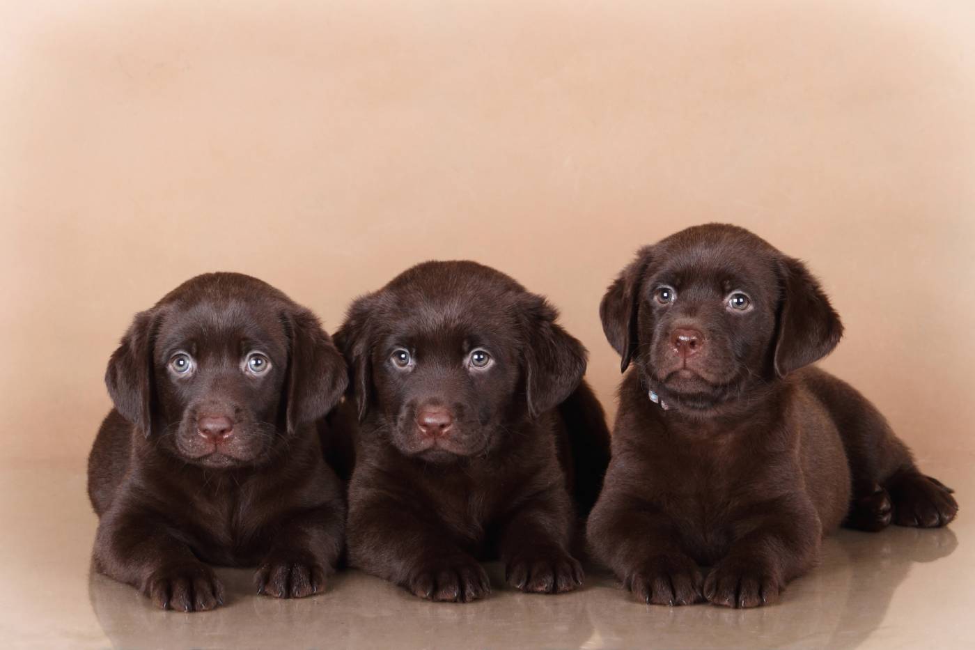 Tips for Choosing a Second Dog