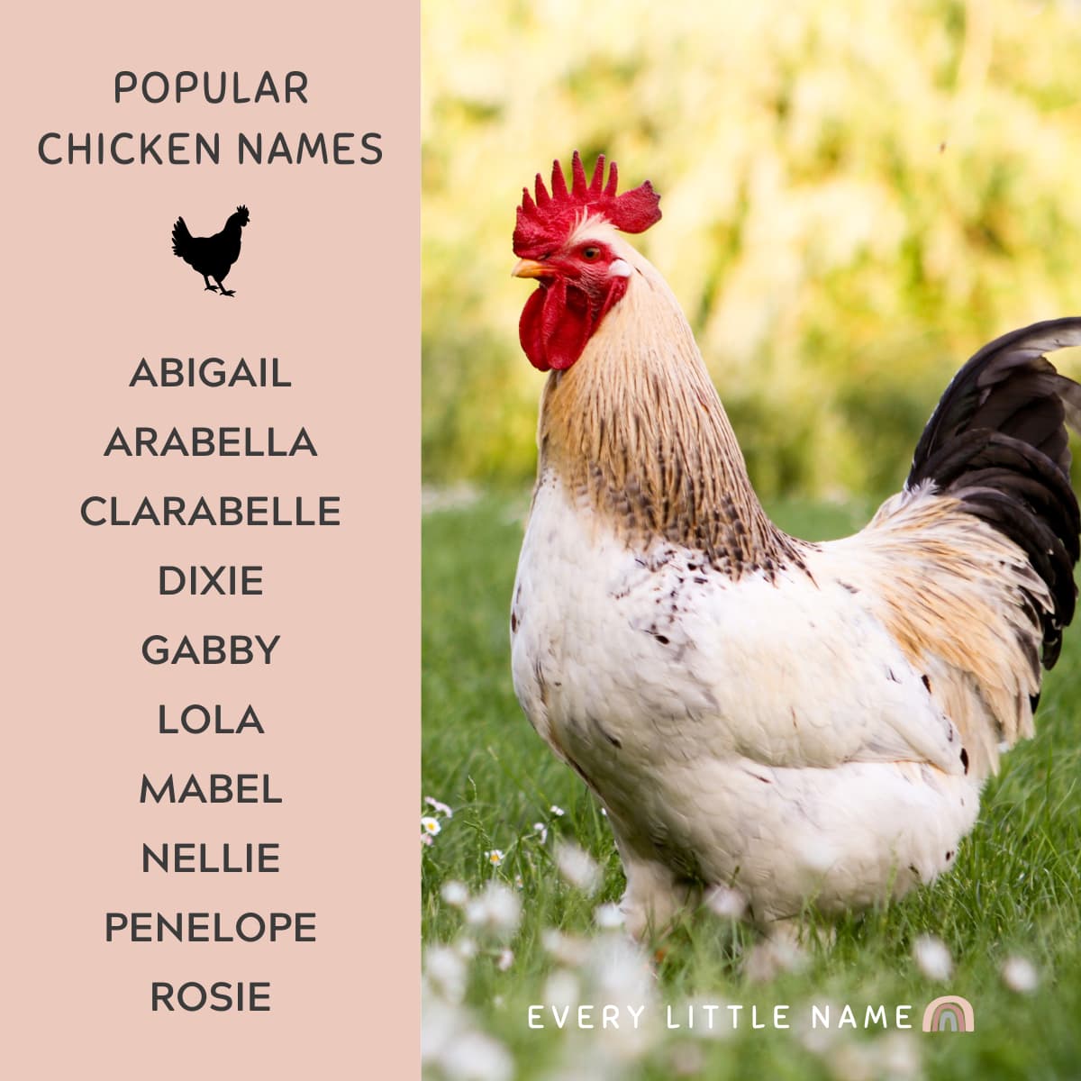 300+ Best Chicken Names (Classic, Cute, and Clever) Every Little Name