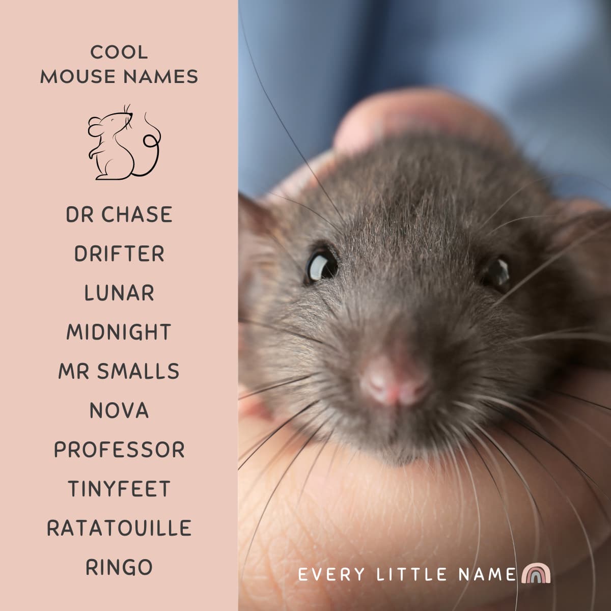 210+ Best Mouse Names (Cute, Clever, and Funny) Every Little Name