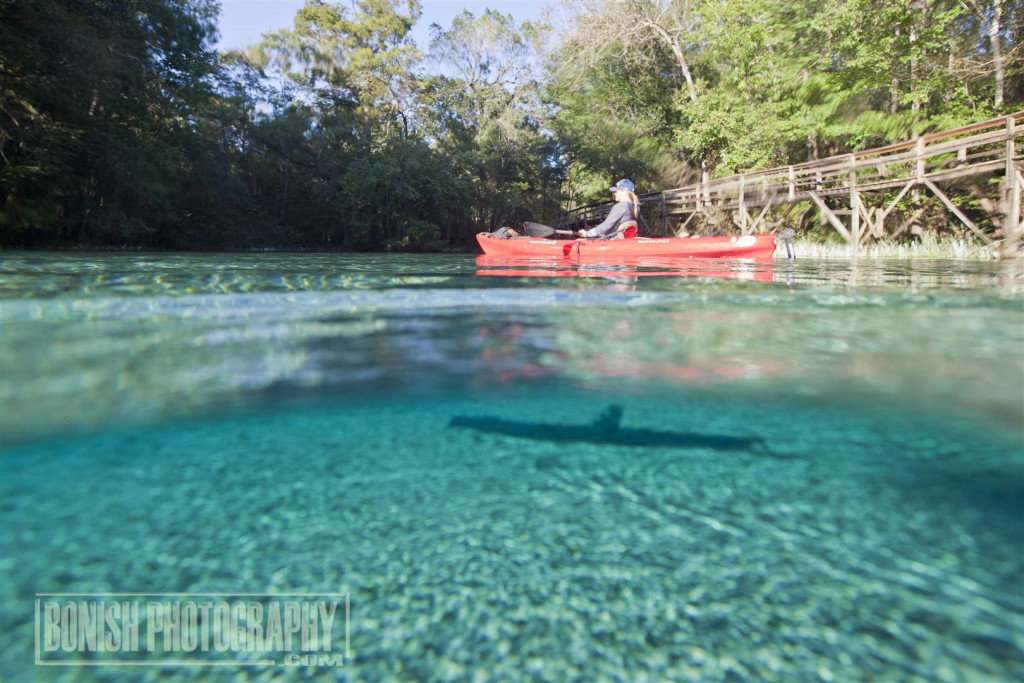 Ginnie Springs Alligator Attack Alligator Attack Ambrosia Acle1977