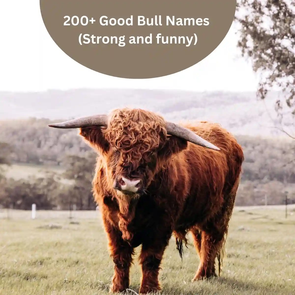 200+ Good Bull Names (Strong and funny) Every Pet Names