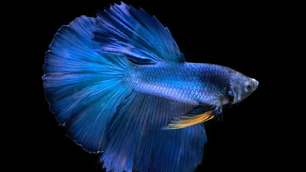 300+ Best Betta Fish Names (Cute, Funny, and Cool) Every Pet Names
